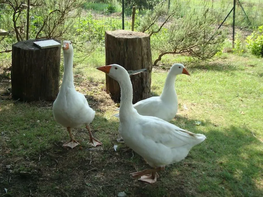 Agriturismo Podere Molino Peccioli Ferienhaus